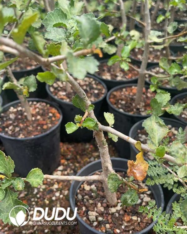 1756130835-1750641380-e202.jpg Commiphora-wightii - Image 2
