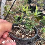 Senna meridionalis