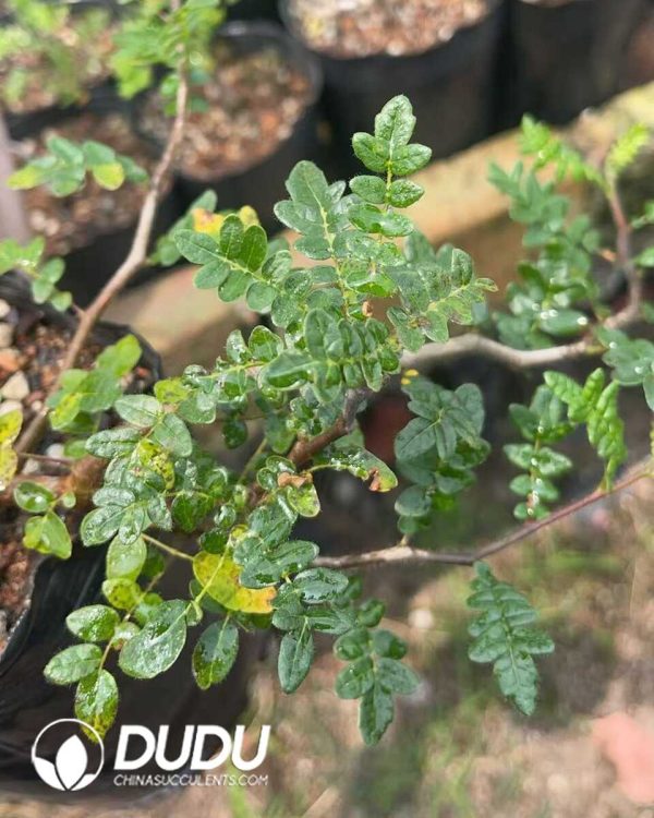 1756130844-1750645491-e202.jpg Commiphora monstruosa - Image 2