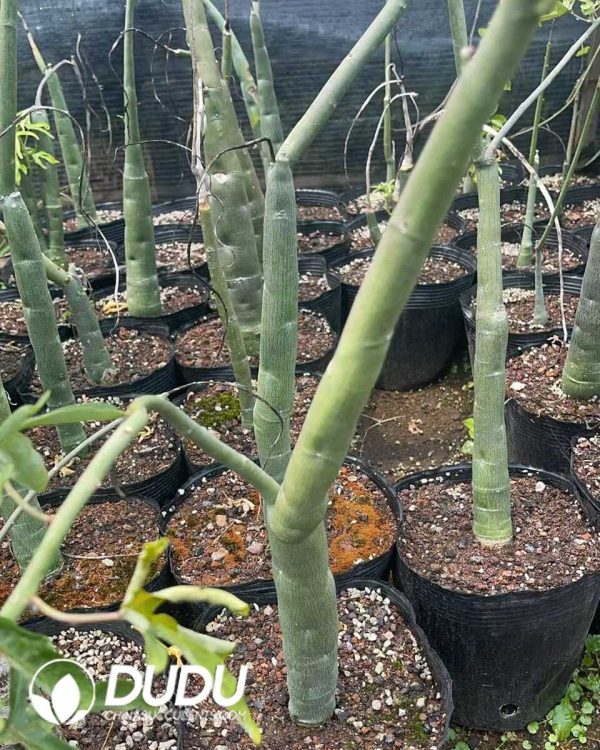 Adenia venenataForssk - Image 1