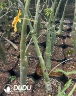 Adenia venenataForssk - Image 2