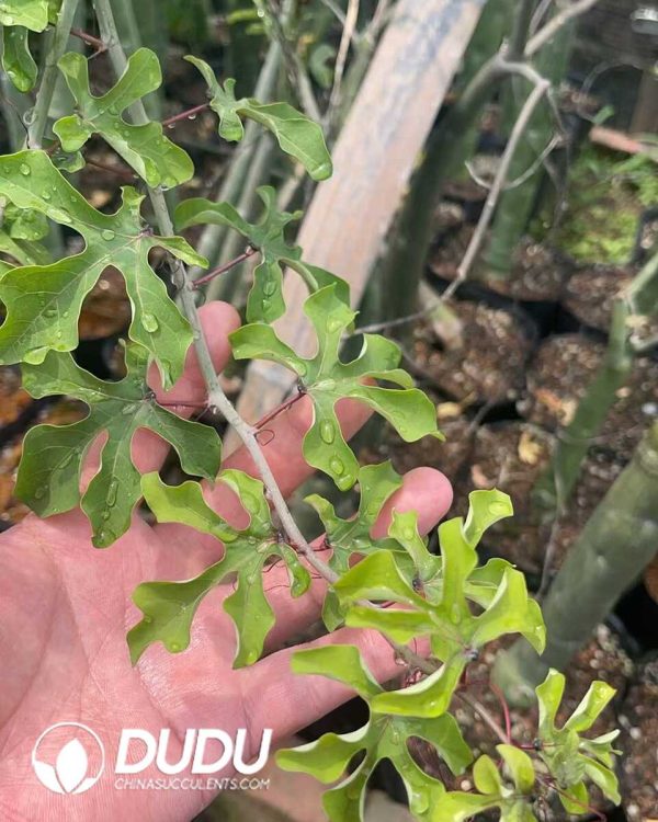 Adenia venenataForssk - Image 3