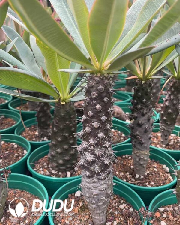 1756130855-1750645537-e201.jpg Euphorbia-pachypodioides - Image 1