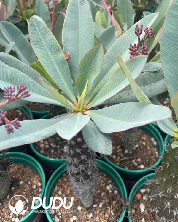 1756130856-1750645542-e202.jpg Euphorbia-pachypodioides - Image 2
