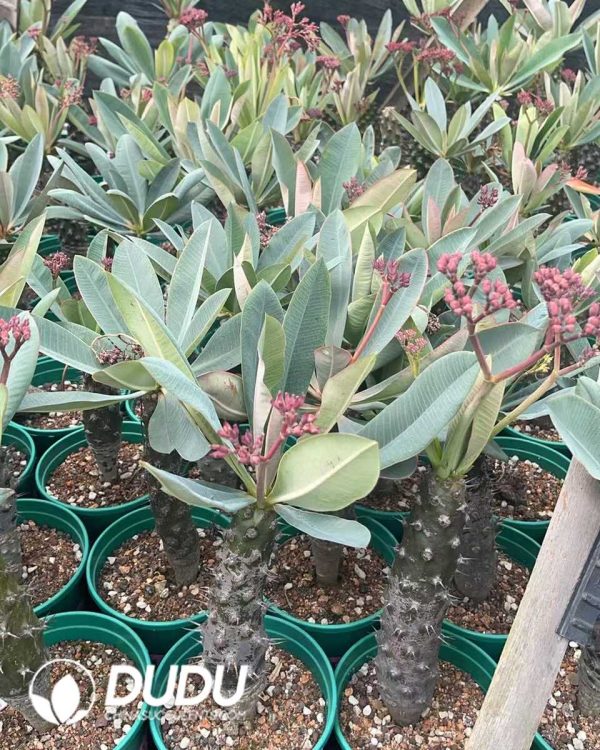 1756130857-1750645545-e203.jpg Euphorbia-pachypodioides - Image 3
