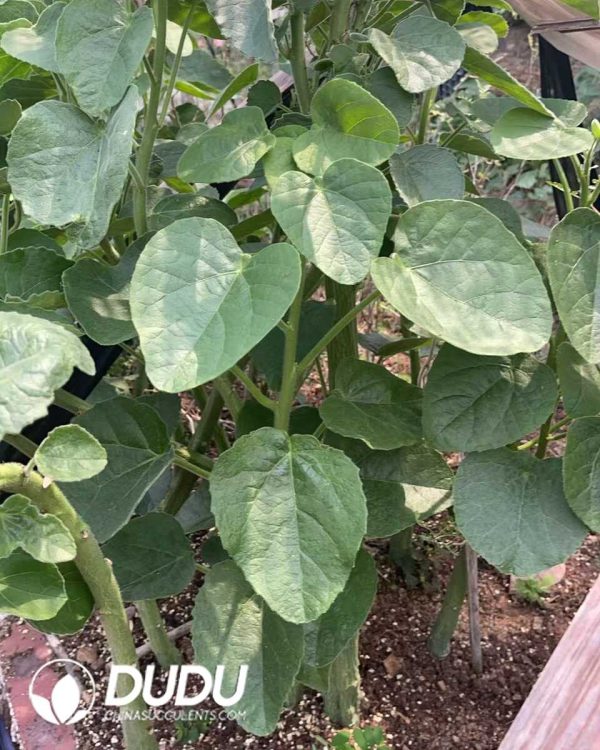 1756130861-1750645554-e202.jpg Passiflora caerulea - Image 2