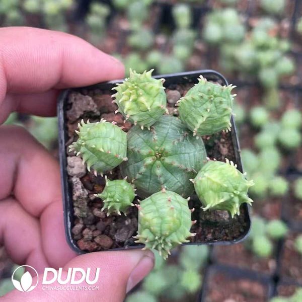 Euphorbia obesa - Image 1