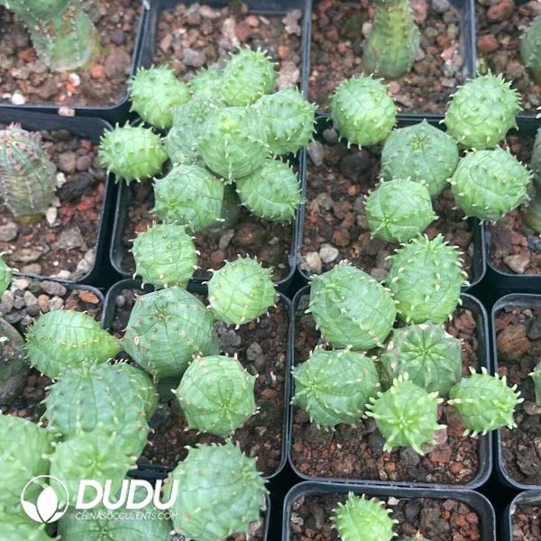 Euphorbia obesa - Image 3