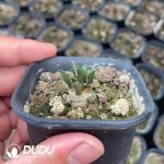 Ariocarpus kotschoubeyanus