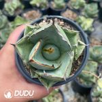 Agave Titanota Juggernaut