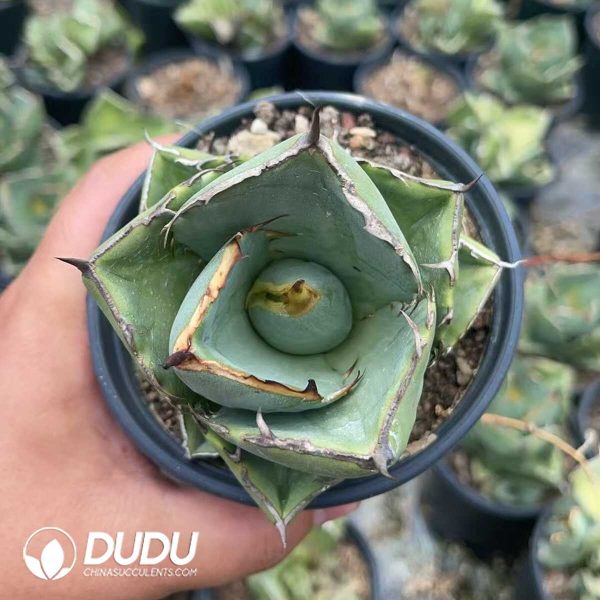 1756130885-1750645635-e201.jpg Agave Titanota Juggernaut - Image 1