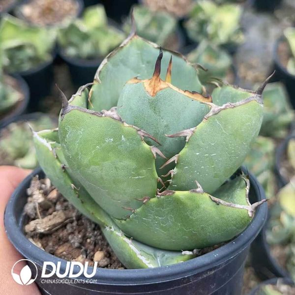 1756130887-1750645641-e202.jpg Agave Titanota Juggernaut - Image 2