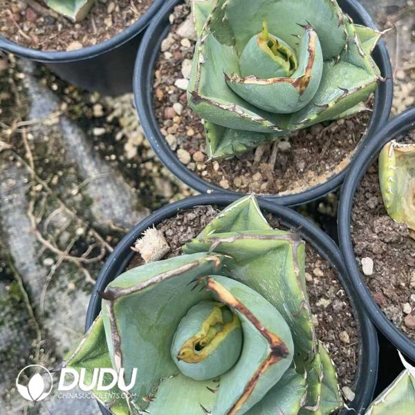 1756130888-1750645644-e203.jpg Agave Titanota Juggernaut - Image 3