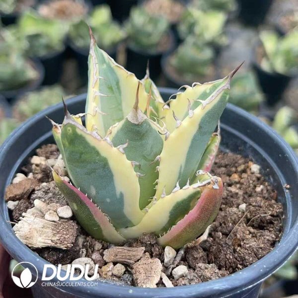 1756130892-1750645660-e202.jpg Agave Titanota 'Snaggle Tooth' Marginata Variegated - Image 2