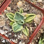 Agave Parryi