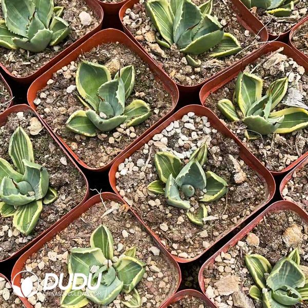 1756130896-1750645671-e202.jpg Agave Parryi - Image 2
