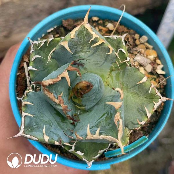 1756130907-1750645707-e201.jpg Agave Titanota Devil - Image 1