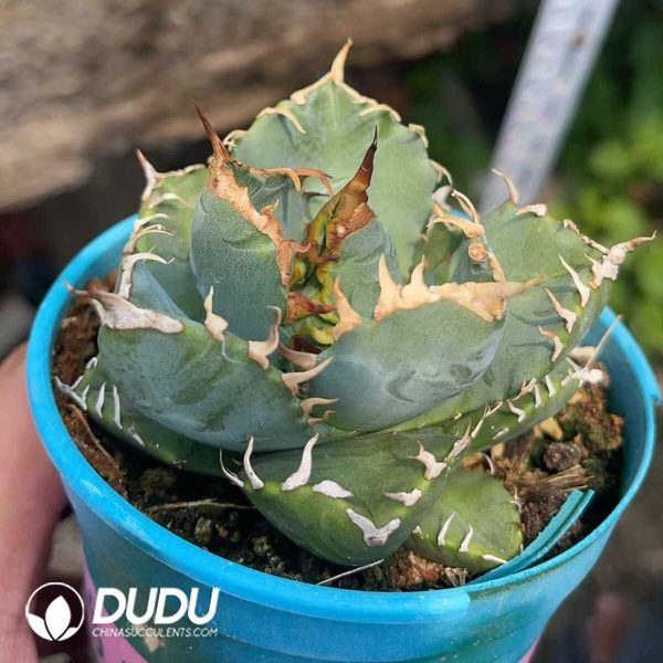 1756130909-1750645713-e202.jpg Agave Titanota Devil - Image 2