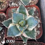 (Marginata Variegated)Agave Titanota White Whale White Variegated