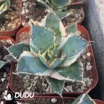 (Marginata Variegated)Agave Titanota White Whale White Variegated - Image 2