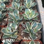 (Marginata Variegated)Agave Titanota White Whale White Variegated - Image 3