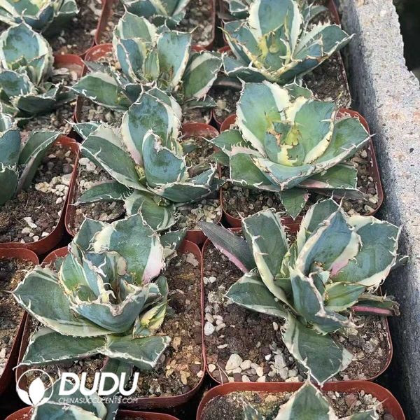 (Marginata Variegated)Agave Titanota White Whale White Variegated - Image 3
