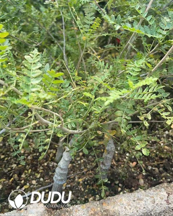 1756130917-1750645749-e201.jpg Boswellia Neglecta - Image 1