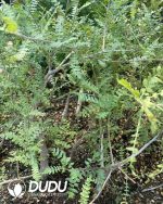 Boswellia Neglecta - Image 2