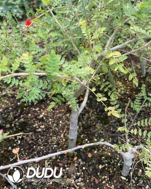 1756130920-1750645760-e203.jpg Boswellia Neglecta - Image 3