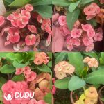 Euphorbia Milii - Image 3