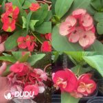 Euphorbia Milii - Image 4