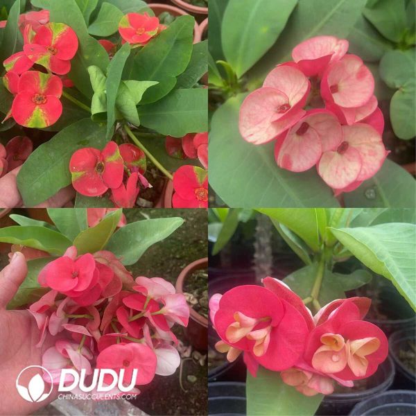 Euphorbia Milii - Image 4