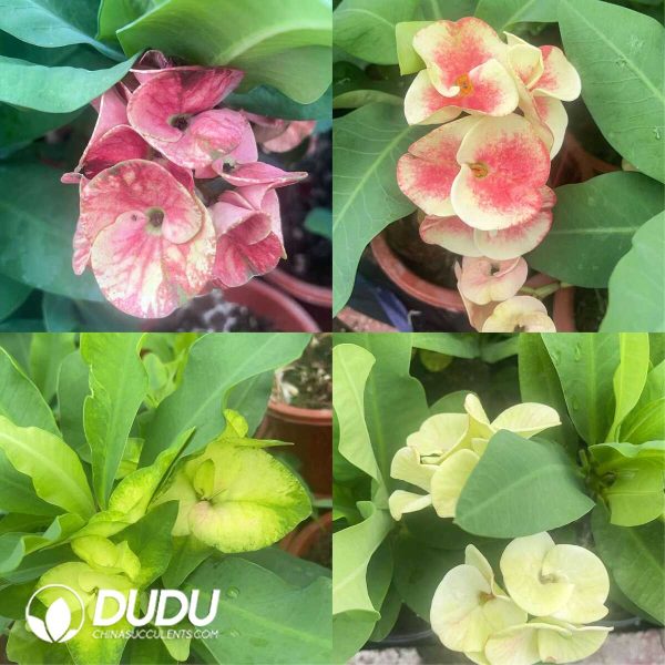 Euphorbia Milii - Image 6