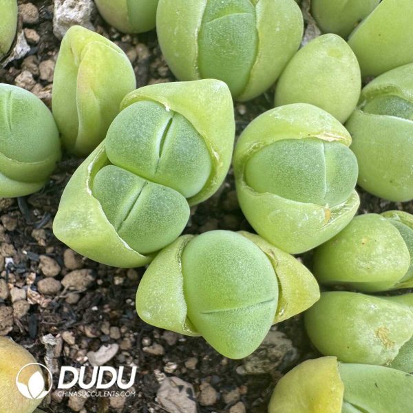 1756130937-1750669469-e202.jpg Conophytum Maozhu Double Head - Image 2