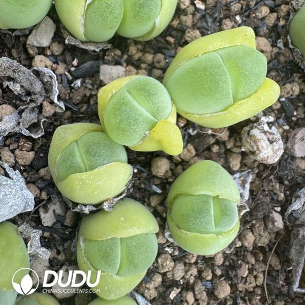 1756130938-1750669472-e201.jpg Conophytum Maozhu Clustering (3 Heads) - Image 1