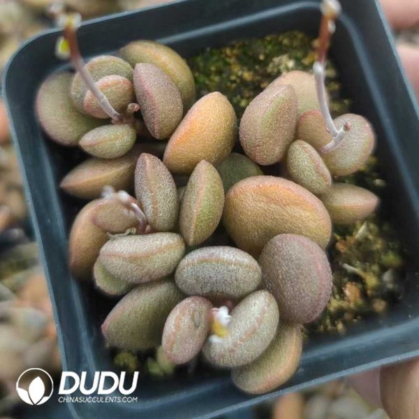 1756130941-1751011994-e201.jpg Adromischus Marianiae little spheroid Liver color - Image 1