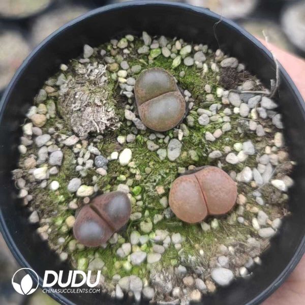 1756130946-1751012017-e202.jpg Conophytum Hybrid Wind Chimes (pot) - Image 2