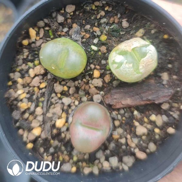 1756130948-1751012023-e201.jpg Conophytum Maughanii (pot) - Image 1