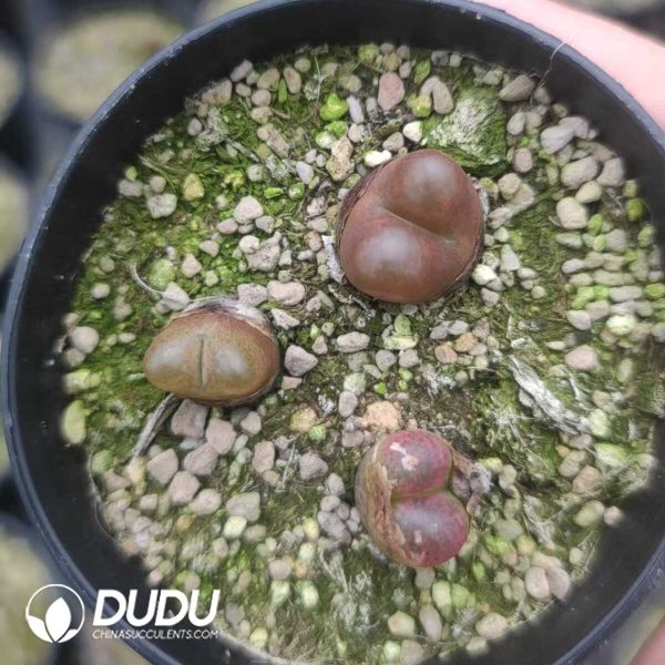 1756130949-1751012028-e202.jpg Conophytum Maughanii (pot) - Image 2