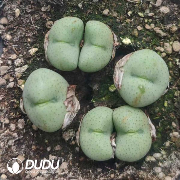 1756130951-1751012035-e201.jpg Conophytum Zhule Hall (pot) - Image 1