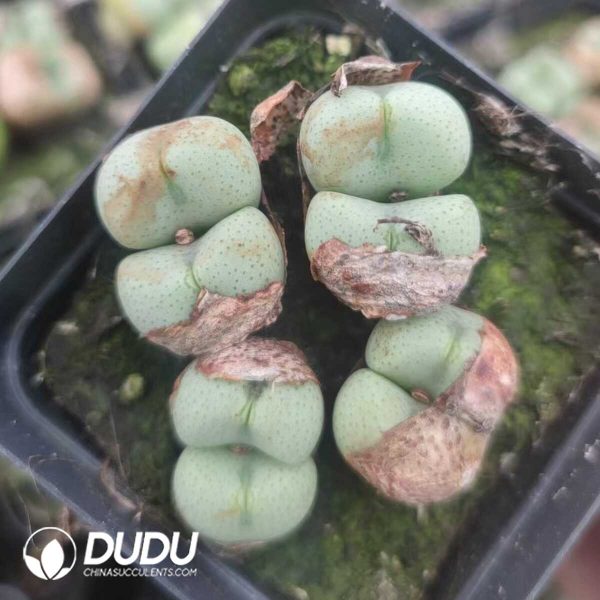 1756130952-1751012040-e202.jpg Conophytum Zhule Hall (pot) - Image 2