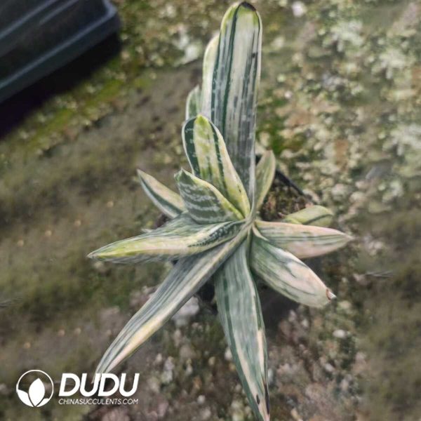 1756130964-1751012088-e201.jpg Gasteria Meiling Fuji Variegated (Big) - Image 1