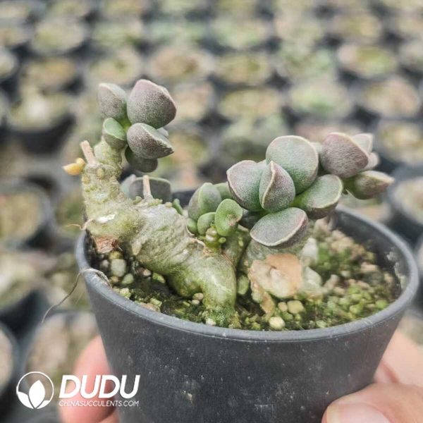 1756130970-1751012302-e201.jpg Adromischus marianiae Tanqua - Image 1
