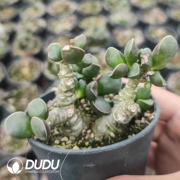 1756130972-1751012310-e202.jpg Adromischus marianiae Tanqua - Image 2