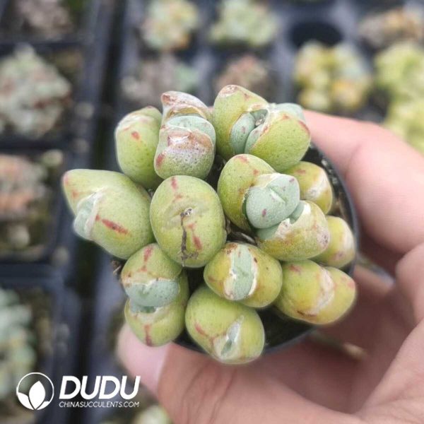 1756130973-1751012315-e201.jpg Conophytum Yuanbao flute Clustering - Image 1