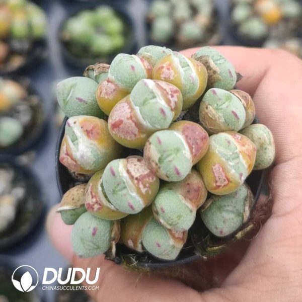 1756130975-1751012324-e202.jpg Conophytum Yuanbao flute Clustering - Image 2