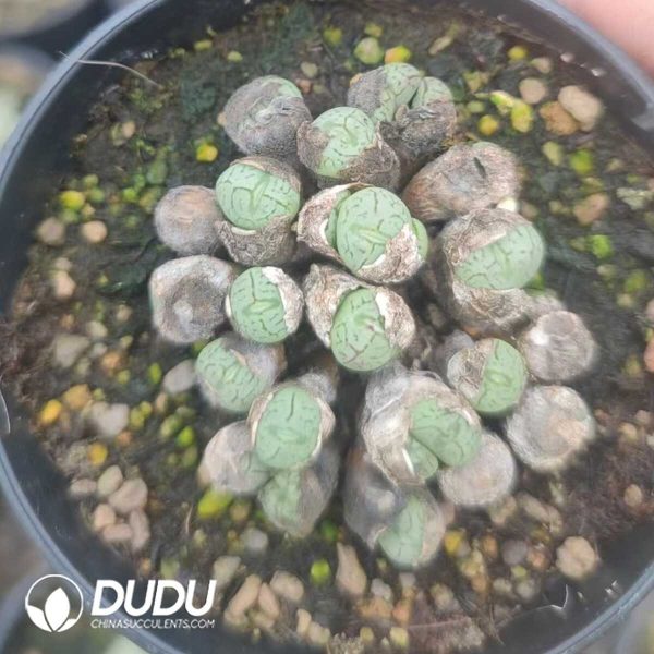 1756130976-1751012331-e201.jpg Conophytum Original ink Clustering - Image 1