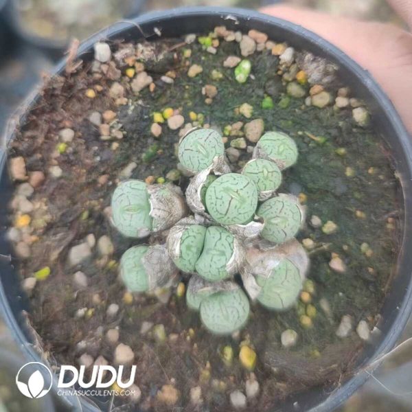 1756130978-1751012338-e202.jpg Conophytum Original ink Clustering - Image 2