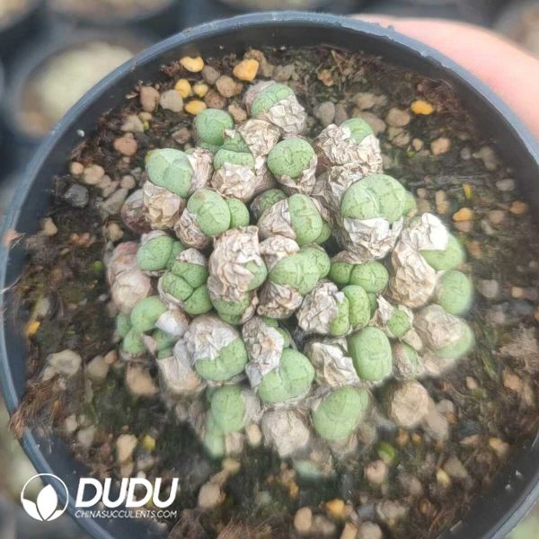 1756130981-1751012348-e201.jpg Conophytum Chunagon (pot) - Image 1