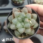 Haworthia Ice Lantern (Single Double Clustering Randomly)